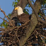 12SB5805 American Bald Eagle in Nest